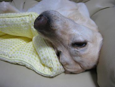 c0028792_20123045.jpg