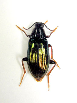 e0083097_051930.jpg