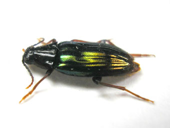 e0083097_055537.jpg