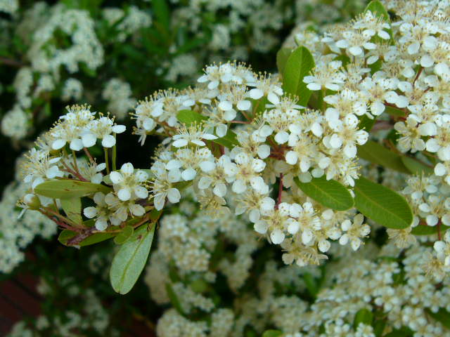 d0070702_7404355.jpg