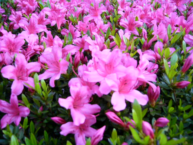 d0070702_7412446.jpg