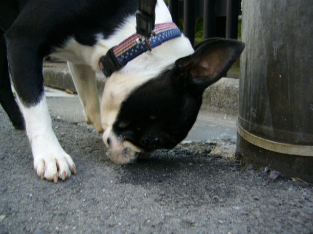 d0070702_746478.jpg