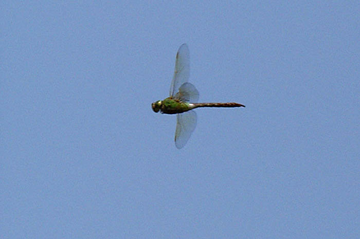 d0089024_23454778.jpg
