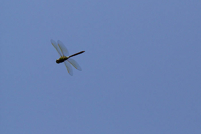 d0089024_23465511.jpg