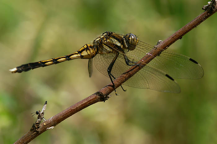 d0089024_23475796.jpg