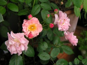 b0031925_1343295.jpg