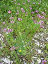 f0105732_1343842.jpg