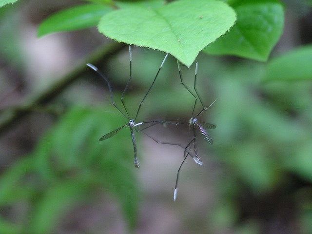 b0099538_12491879.jpg
