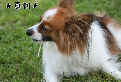 d0013149_015855.jpg