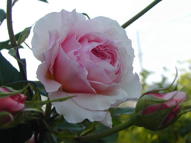 d0016179_2245561.jpg