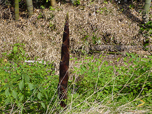 e0099905_17474868.jpg