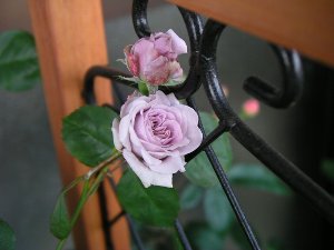 b0031925_86191.jpg