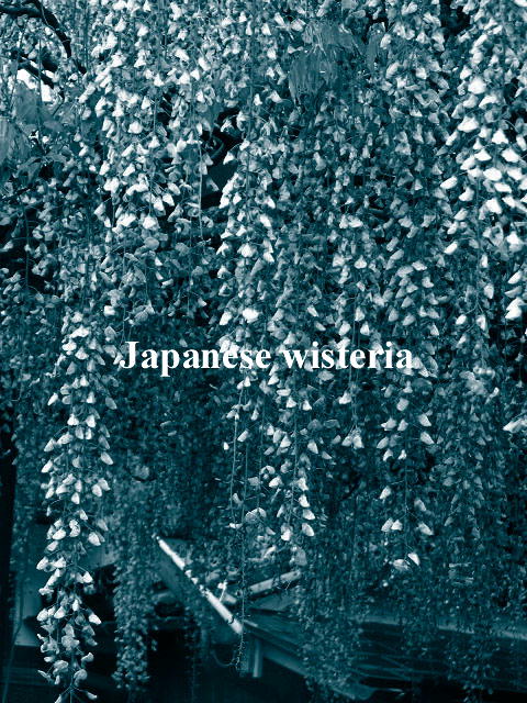 f0099535_17215066.jpg