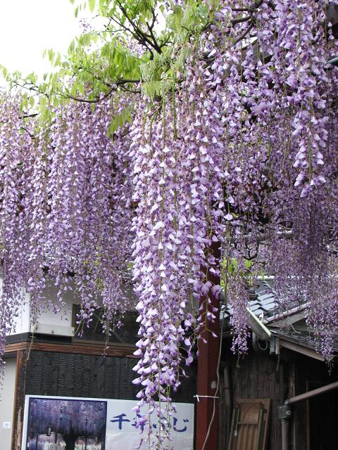 f0099535_17215844.jpg