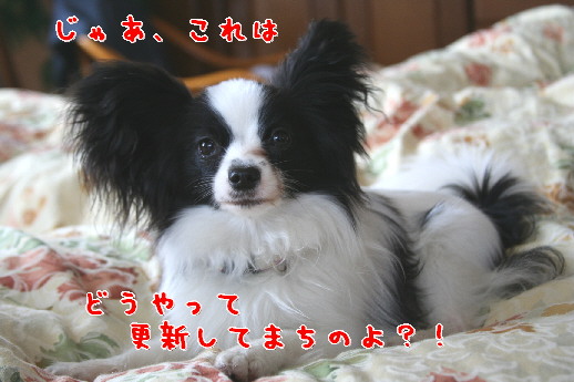 d0013149_0525549.jpg