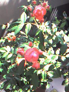 f0106355_10242328.jpg