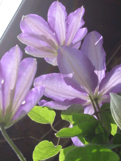 d0094868_10564750.gif