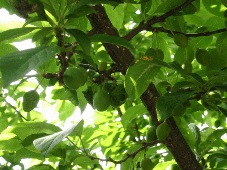 d0094868_11161165.gif