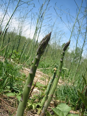 e0015270_11462072.jpg