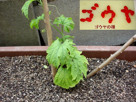 f0003174_16445532.jpg