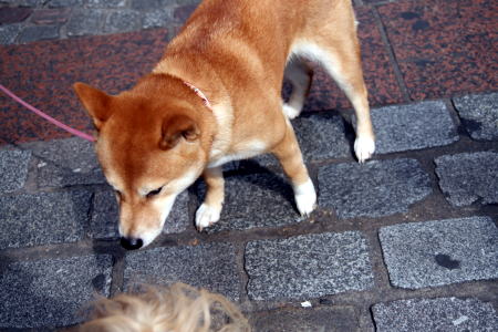 c0090198_4121384.jpg