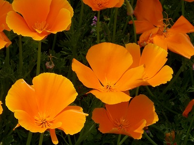 c0076204_128255.jpg