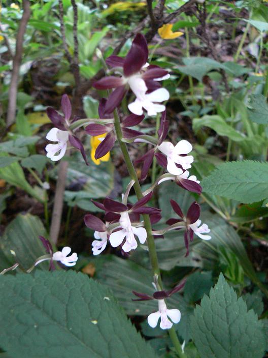 c0086014_21254518.jpg