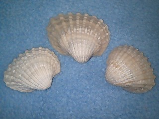 c0120316_19142544.jpg