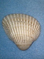 c0120316_1928735.jpg