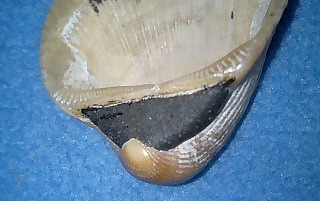 c0120316_19404241.jpg