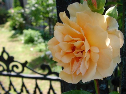 f0002833_2349417.jpg