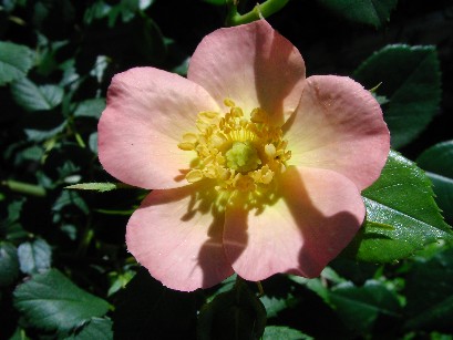 f0002833_2355271.jpg