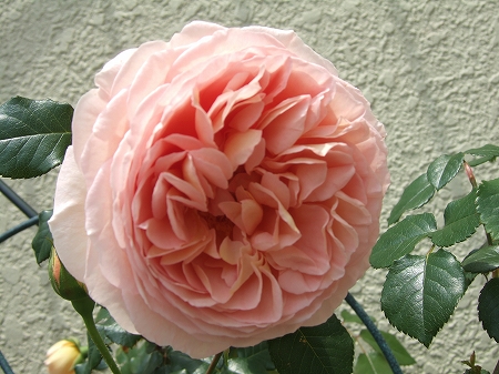 c0097558_0141970.jpg