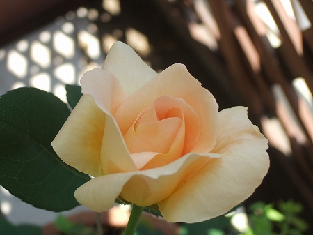 c0097558_0172770.jpg