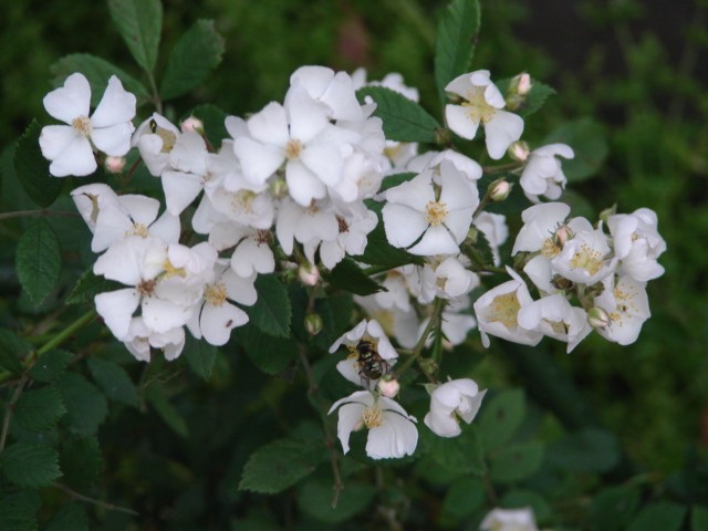 b0061261_2331153.jpg