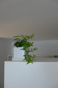 b0074862_216132.jpg