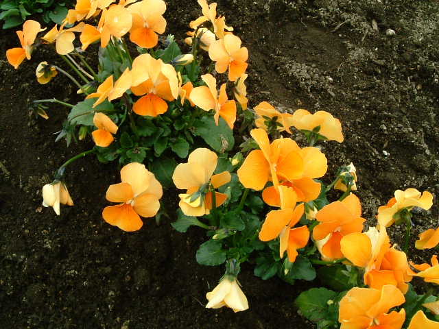 c0108366_21354859.jpg