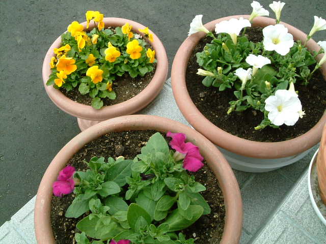 c0108366_2135817.jpg