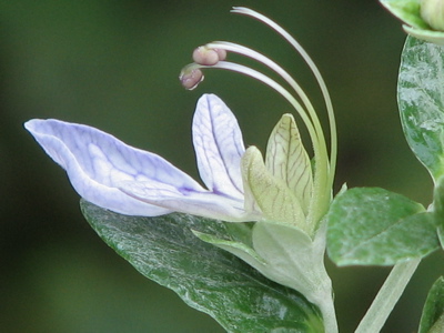 d0050472_17484691.jpg