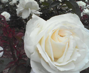 d0056881_22404195.jpg