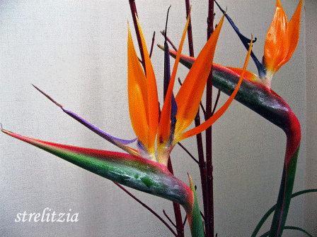 f0120483_1225898.gif