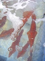 c0033992_1137957.jpg