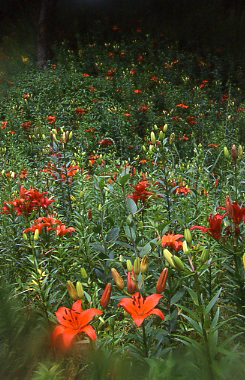 d0025894_11559.jpg
