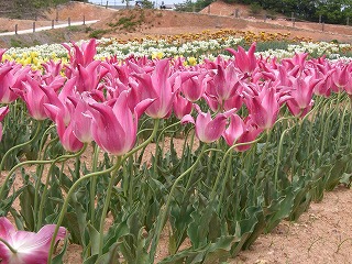 c0076204_216632.jpg
