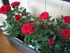 e0091804_22222391.jpg
