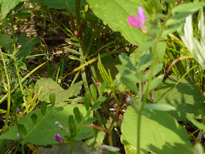 e0099905_1525436.jpg