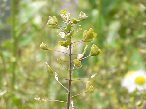 e0099905_1533224.jpg