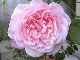 e0098908_22154914.jpg