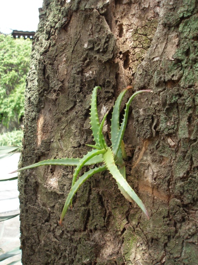 e0083212_15474187.jpg