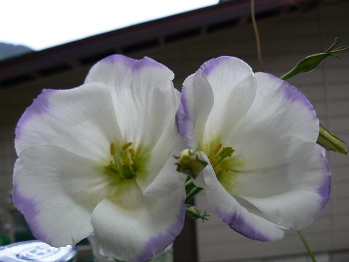 c0086014_21372577.jpg